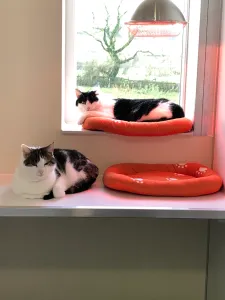Boarding For Cats In Mid Glamorgan