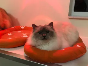 Cattery in Mid Glamorgan